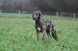 IRISH WOLFHOUND 280